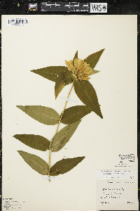 Gentiana alba image