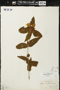 Gentiana alba image