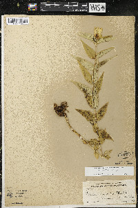 Gentiana alba image