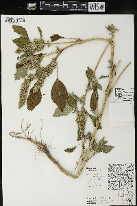 Amaranthus retroflexus image