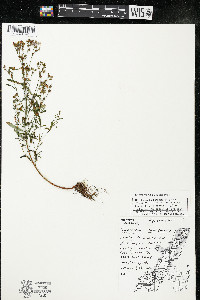 Hypericum canadense image