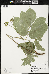 Aralia nudicaulis image