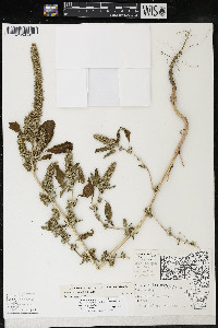 Amaranthus powellii image