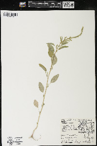 Amaranthus arenicola image