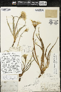 Nothocalais cuspidata image