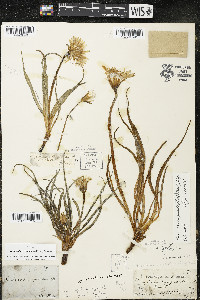 Nothocalais cuspidata image