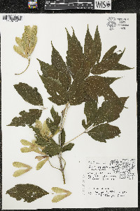 Acer negundo var. negundo image
