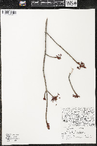 Acer rubrum var. rubrum image