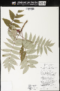 Rhus typhina image