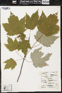 Acer rubrum var. rubrum image