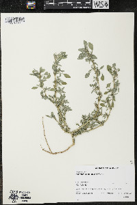 Amaranthus blitoides image