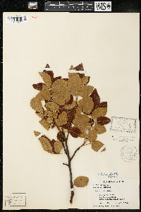 Rhus virens image