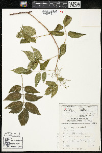 Rhus barclayi image