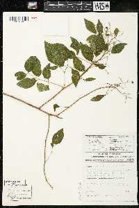 Rhus terebinthifolia image