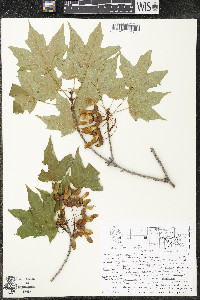 Acer saccharum var. saccharum image