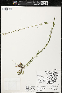 Boechera stricta image