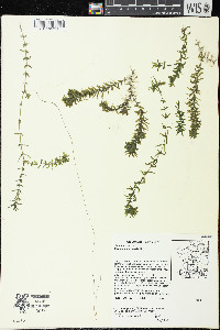 Elodea canadensis image