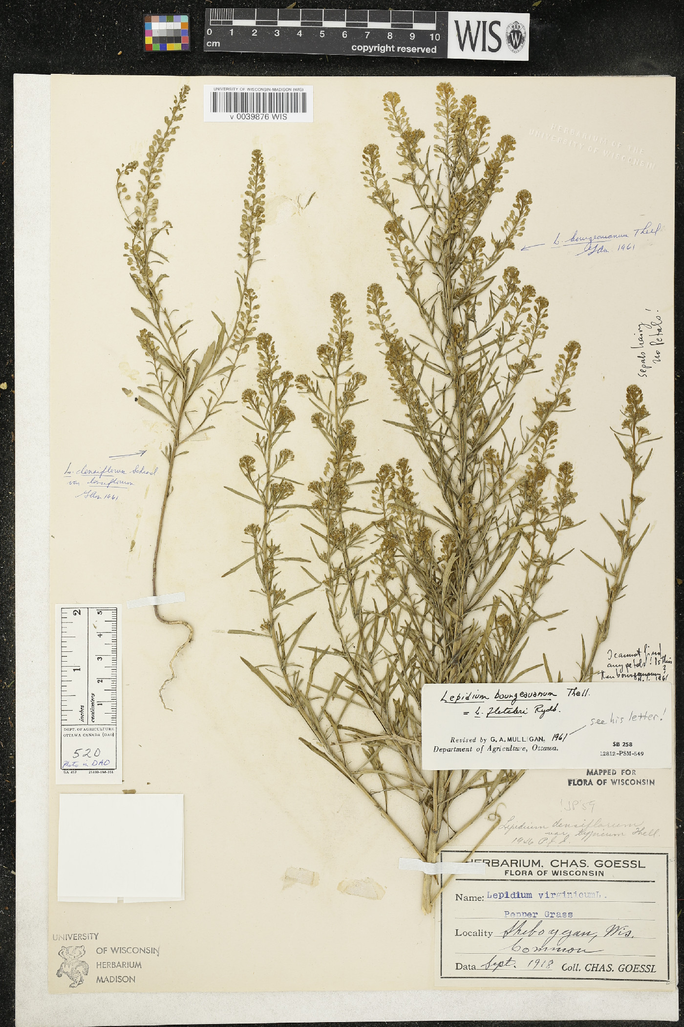 Lepidium ramosissimum image