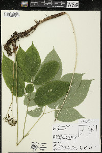 Aralia nudicaulis image