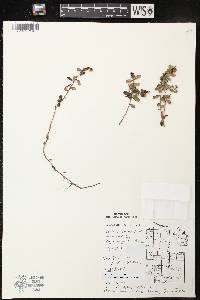 Vaccinium vitis-idaea subsp. minus image