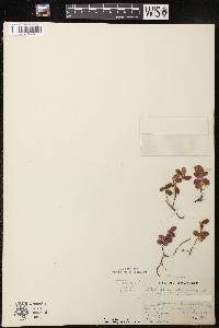 Vaccinium vitis-idaea image