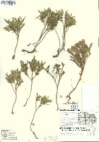 Vaccinium cespitosum image