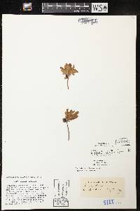 Vaccinium cespitosum image