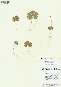 Ranunculus lapponicus image