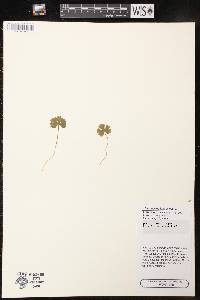 Ranunculus lapponicus image