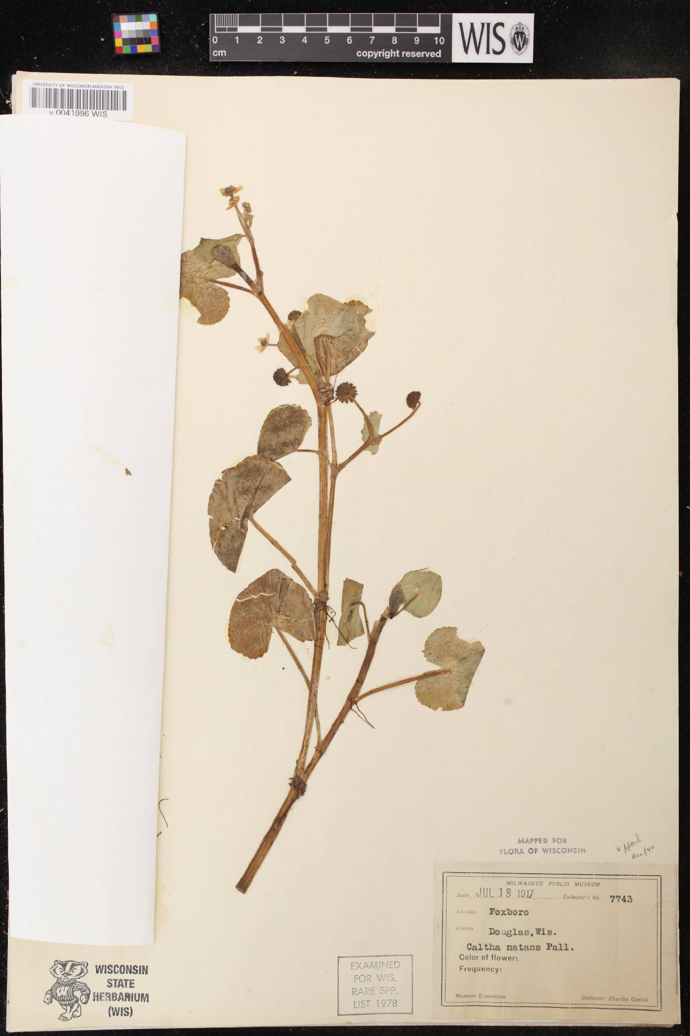 Caltha natans image