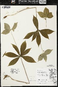 Medeola virginiana image