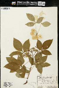 Ptelea trifoliata subsp. trifoliata var. trifoliata image