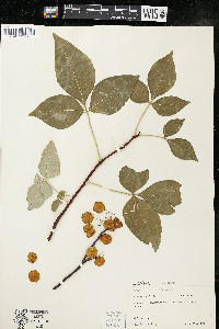 Ptelea trifoliata subsp. trifoliata var. trifoliata image