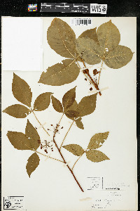 Ptelea trifoliata subsp. trifoliata var. trifoliata image