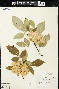 Ptelea trifoliata subsp. trifoliata var. trifoliata image