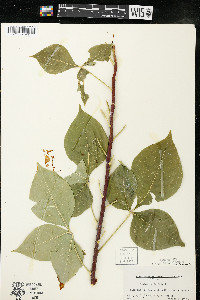 Ptelea trifoliata subsp. trifoliata var. trifoliata image