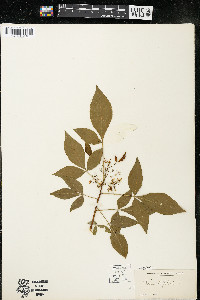 Ptelea trifoliata subsp. trifoliata var. trifoliata image