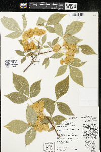 Ptelea trifoliata subsp. trifoliata var. trifoliata image