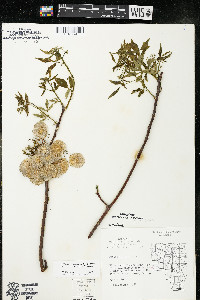 Ptelea trifoliata subsp. trifoliata var. trifoliata image