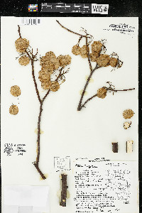 Ptelea trifoliata subsp. trifoliata var. trifoliata image