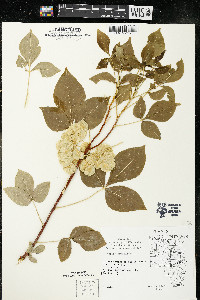 Ptelea trifoliata subsp. trifoliata var. trifoliata image