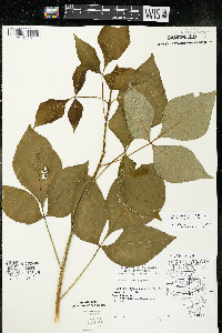 Ptelea trifoliata subsp. trifoliata var. trifoliata image