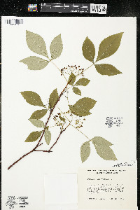 Ptelea trifoliata subsp. trifoliata var. trifoliata image