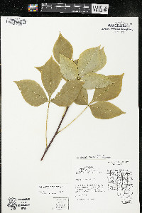 Ptelea trifoliata subsp. trifoliata var. trifoliata image