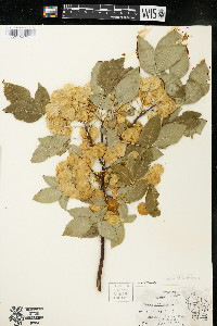 Ptelea trifoliata subsp. trifoliata var. trifoliata image