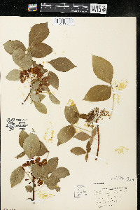 Ptelea trifoliata subsp. trifoliata var. trifoliata image