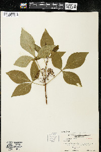 Ptelea trifoliata subsp. trifoliata var. trifoliata image