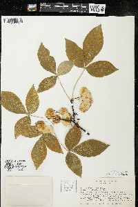 Ptelea trifoliata subsp. trifoliata var. trifoliata image