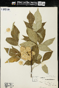 Ptelea trifoliata subsp. trifoliata var. trifoliata image