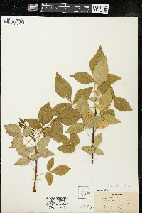 Ptelea trifoliata subsp. trifoliata var. trifoliata image